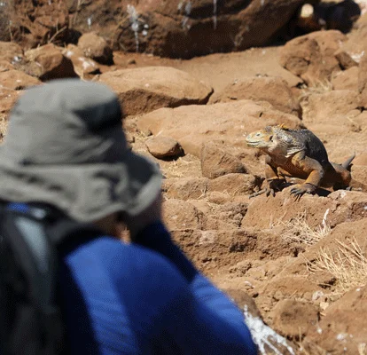 Turista fotografando uma iguana terrestre das Galápagos.