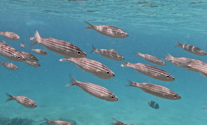 Grupo de peixes de cor clara nadando perto de um recife.