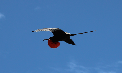 Fragata macho voando com o peito vermelho inflado.