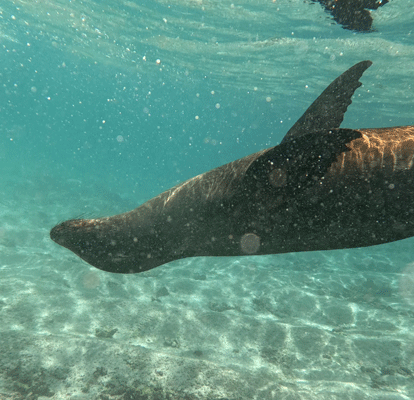 Leão-marinho nadando de costas nas Ilhas Galápagos.
