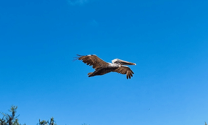 Pelicano voando sobre a vegetação de Galápagos.