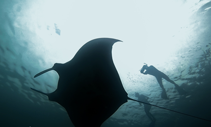 Turistas nadando sobre arraias-manta.