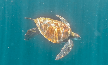 Tartaruga marinha com carapaça marrom-clara.