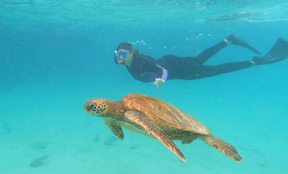 Turista praticando mergulho com snorkel ao lado de uma tartaruga marinha.